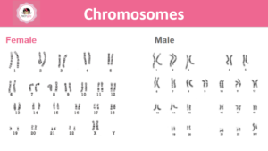 Genetic chromosomes for male and female